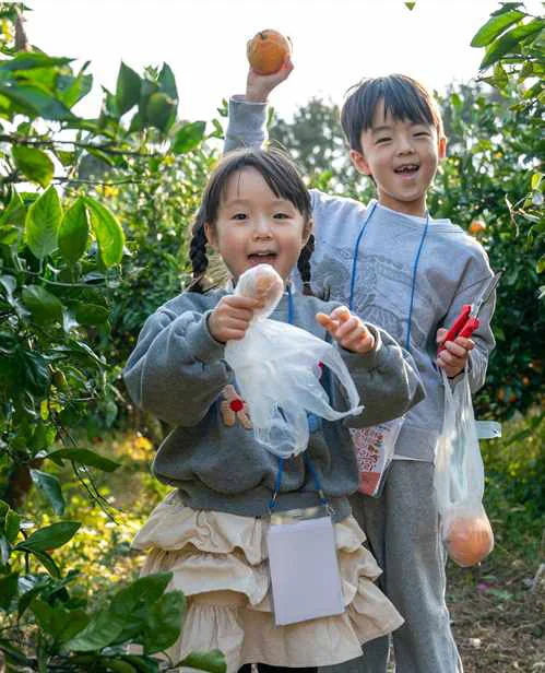 삼달리 감귤 농장에서 감귤을 체험하는 어린이들